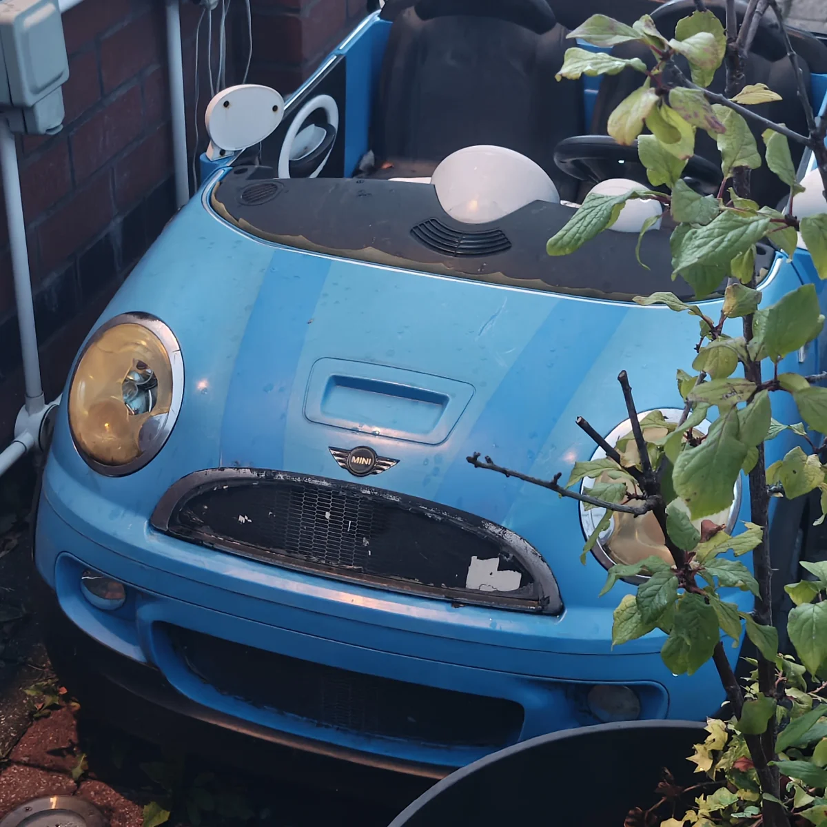 Blue MINI R56 surrounded by an overgrown garden